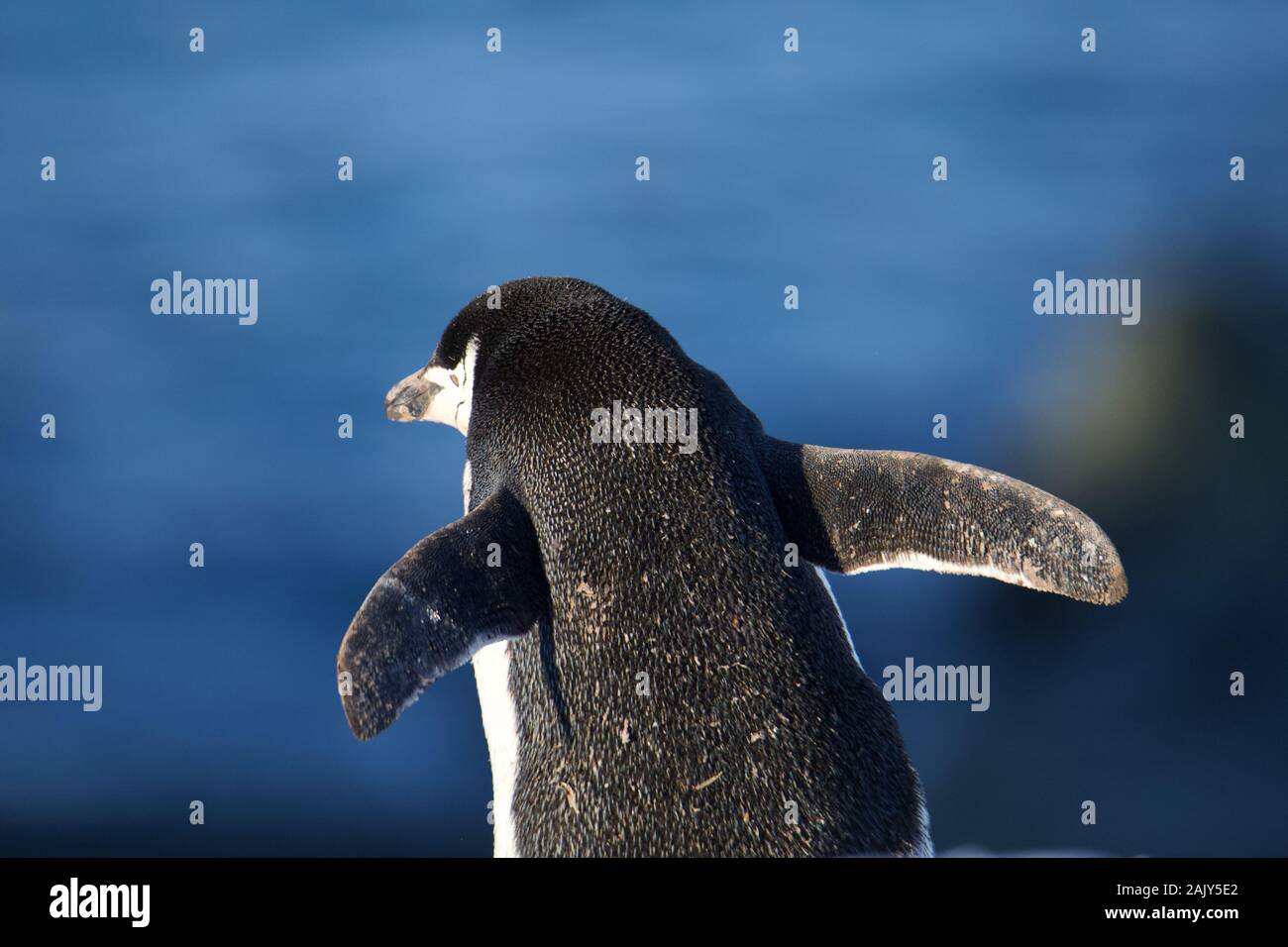 Zügelpinguin, Antarktis. Zügelpinguin in der Antarktis Stockfoto