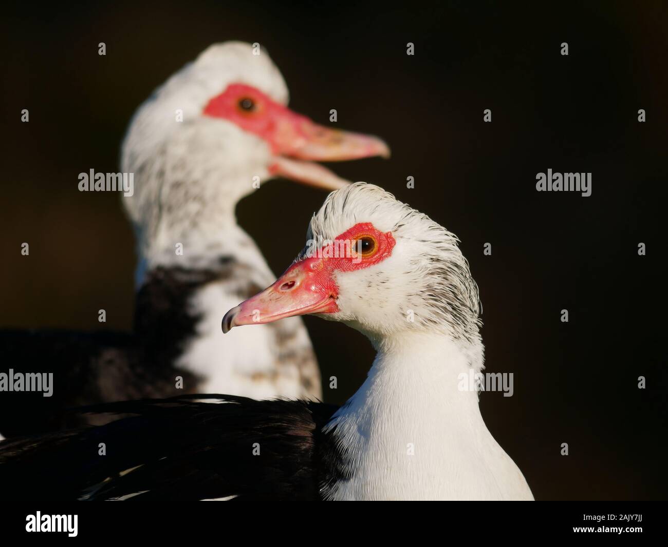 Zwei Flugenten mit Fokus auf die Ente im Vordergrund. Stockfoto