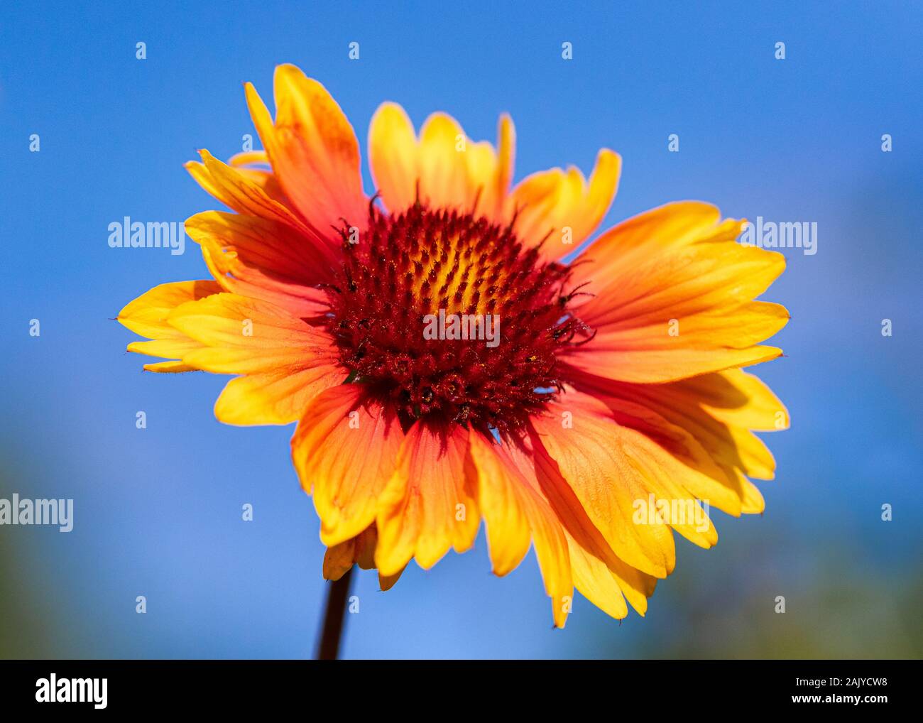 Rote und gelbe Gaillardia Nahaufnahme gegen den blauen Himmel Stockfoto