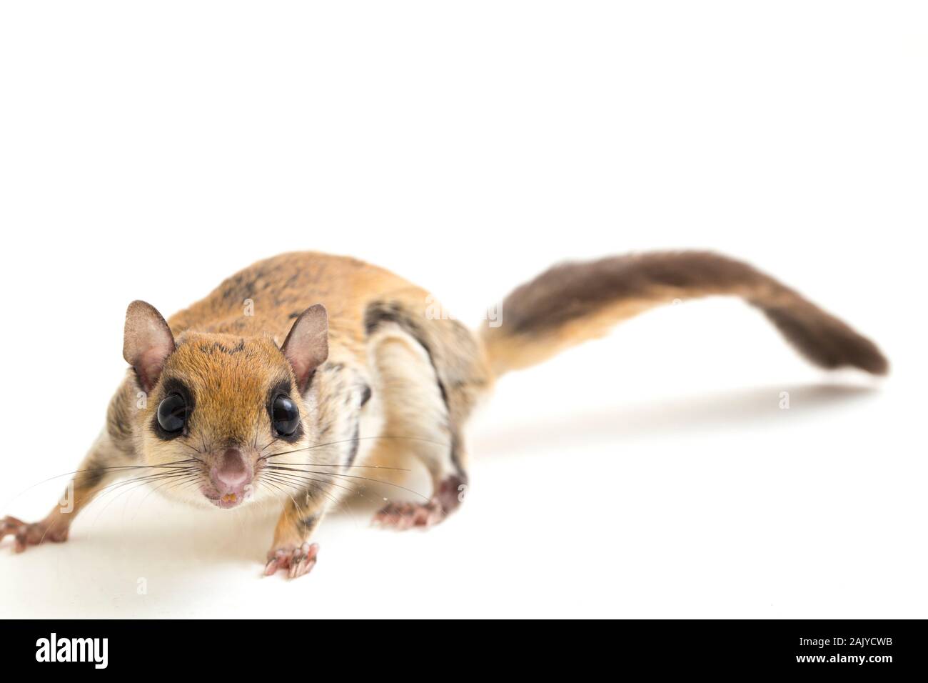 Die Javanische flying squirrel (Iomys horsfieldii) ist eine Nagetierart aus der Familie Sciuridae. Auf weissem Hintergrund Stockfoto