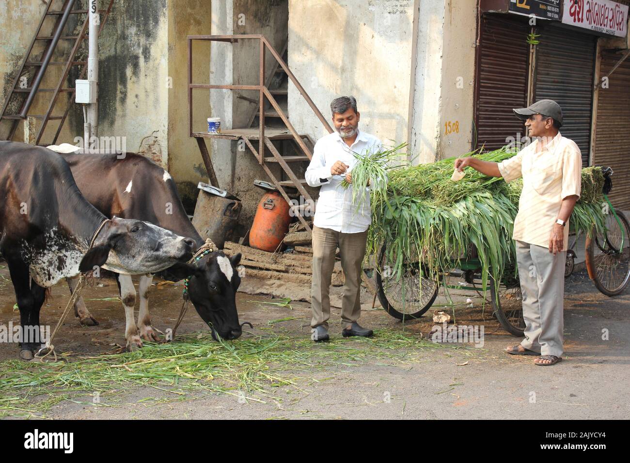 Street Scene des Menschen den Kauf von Futter zu füttern 'Heiligen' Kühe in der Altstadt von Ahmedabad, Gujarat, Indien. Stockfoto