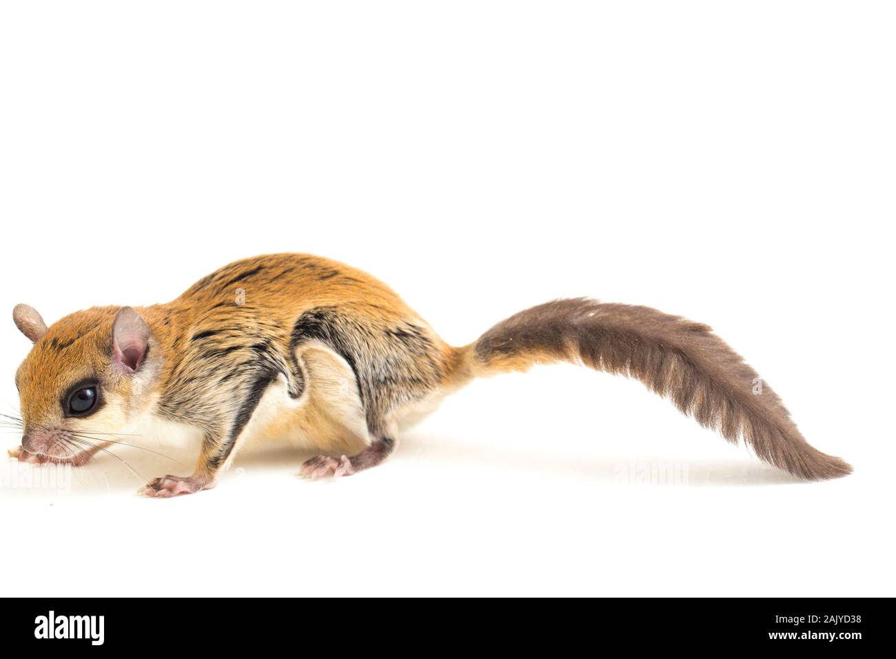 Die Javanische flying squirrel (Iomys horsfieldii) ist eine Nagetierart aus der Familie Sciuridae. Auf weissem Hintergrund Stockfoto