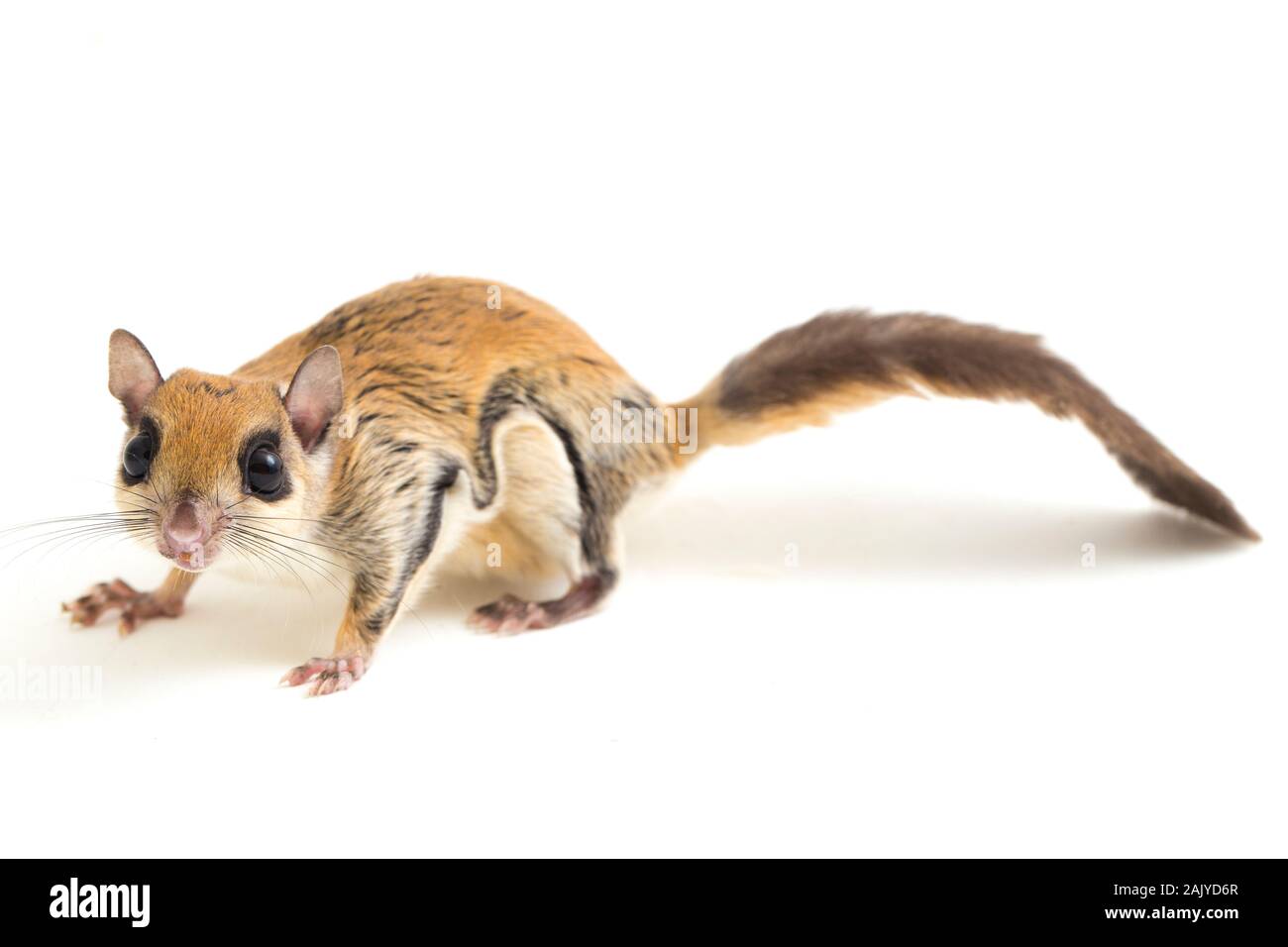 Die Javanische flying squirrel (Iomys horsfieldii) ist eine Nagetierart aus der Familie Sciuridae. Auf weissem Hintergrund Stockfoto