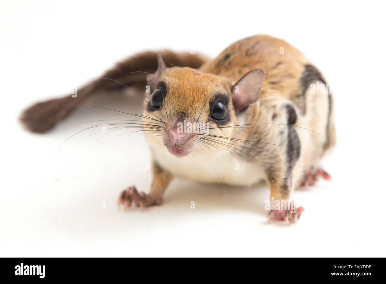 Die Javanische flying squirrel (Iomys horsfieldii) ist eine Nagetierart aus der Familie Sciuridae. Auf weissem Hintergrund Stockfoto