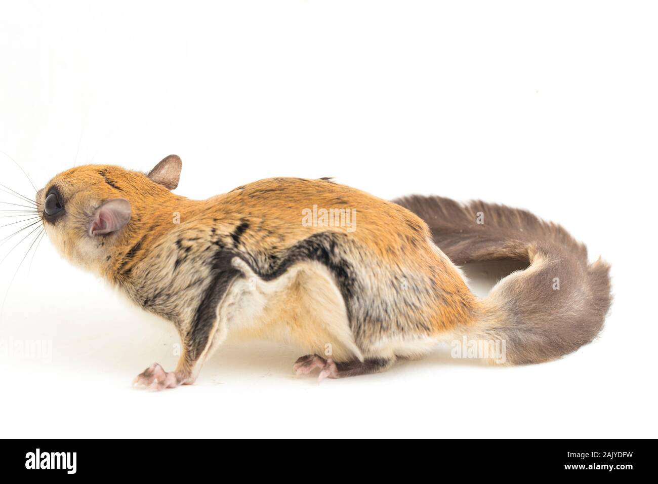 Die Javanische flying squirrel (Iomys horsfieldii) ist eine Nagetierart aus der Familie Sciuridae. Auf weissem Hintergrund Stockfoto