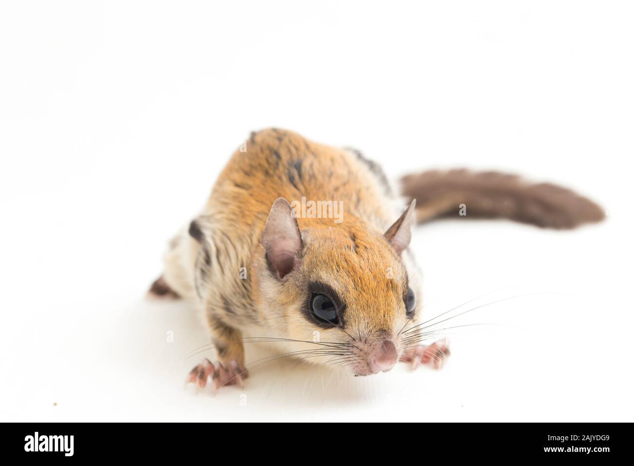 Die Javanische flying squirrel (Iomys horsfieldii) ist eine Nagetierart aus der Familie Sciuridae. Auf weissem Hintergrund Stockfoto