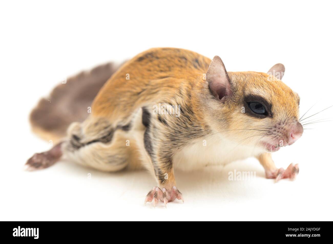 Die Javanische flying squirrel (Iomys horsfieldii) ist eine Nagetierart aus der Familie Sciuridae. Auf weissem Hintergrund Stockfoto