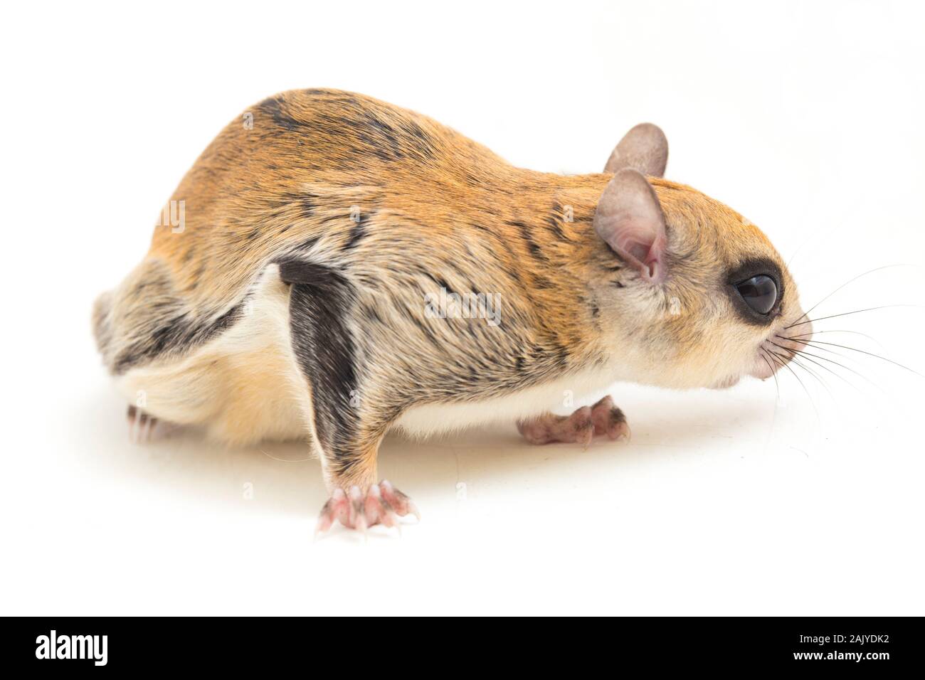 Die Javanische flying squirrel (Iomys horsfieldii) ist eine Nagetierart aus der Familie Sciuridae. Auf weissem Hintergrund Stockfoto