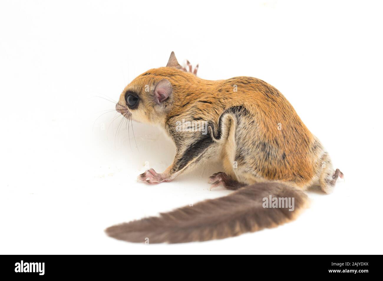 Die Javanische flying squirrel (Iomys horsfieldii) ist eine Nagetierart aus der Familie Sciuridae. Auf weissem Hintergrund Stockfoto