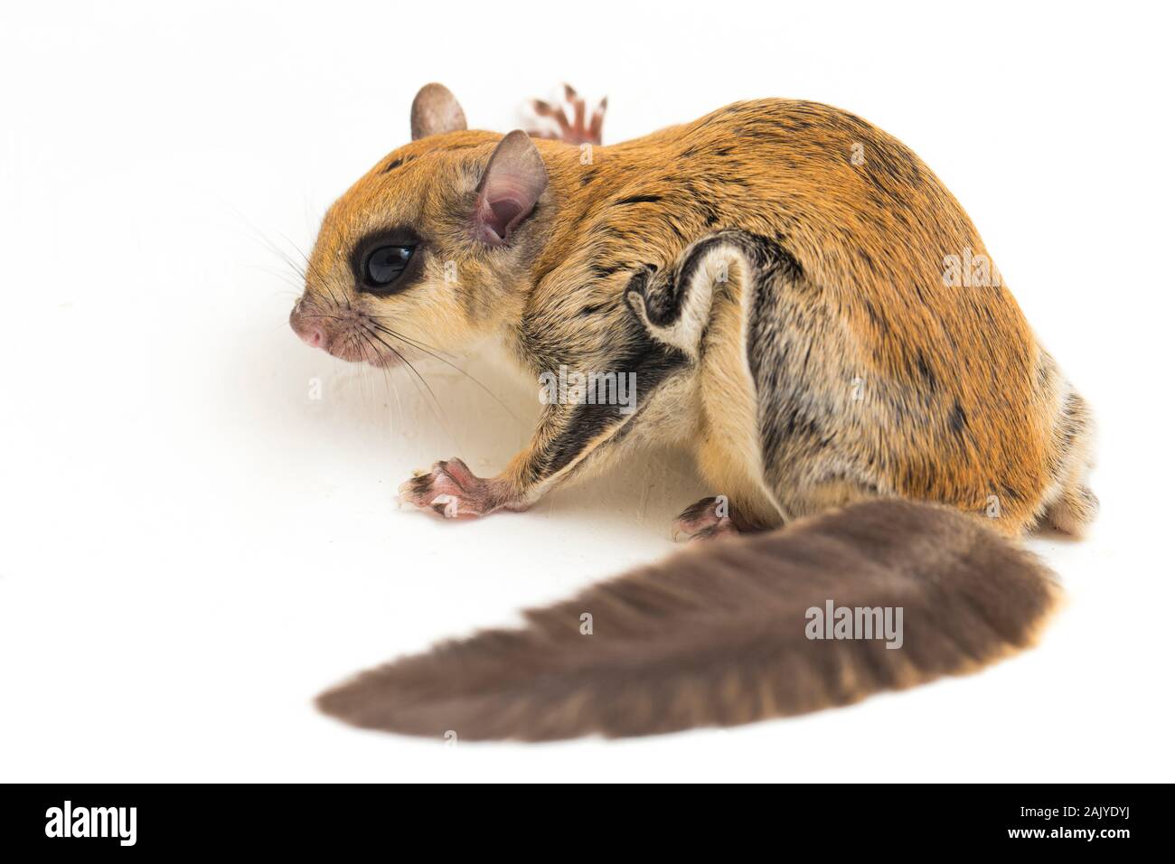 Die Javanische flying squirrel (Iomys horsfieldii) ist eine Nagetierart aus der Familie Sciuridae. Auf weissem Hintergrund Stockfoto