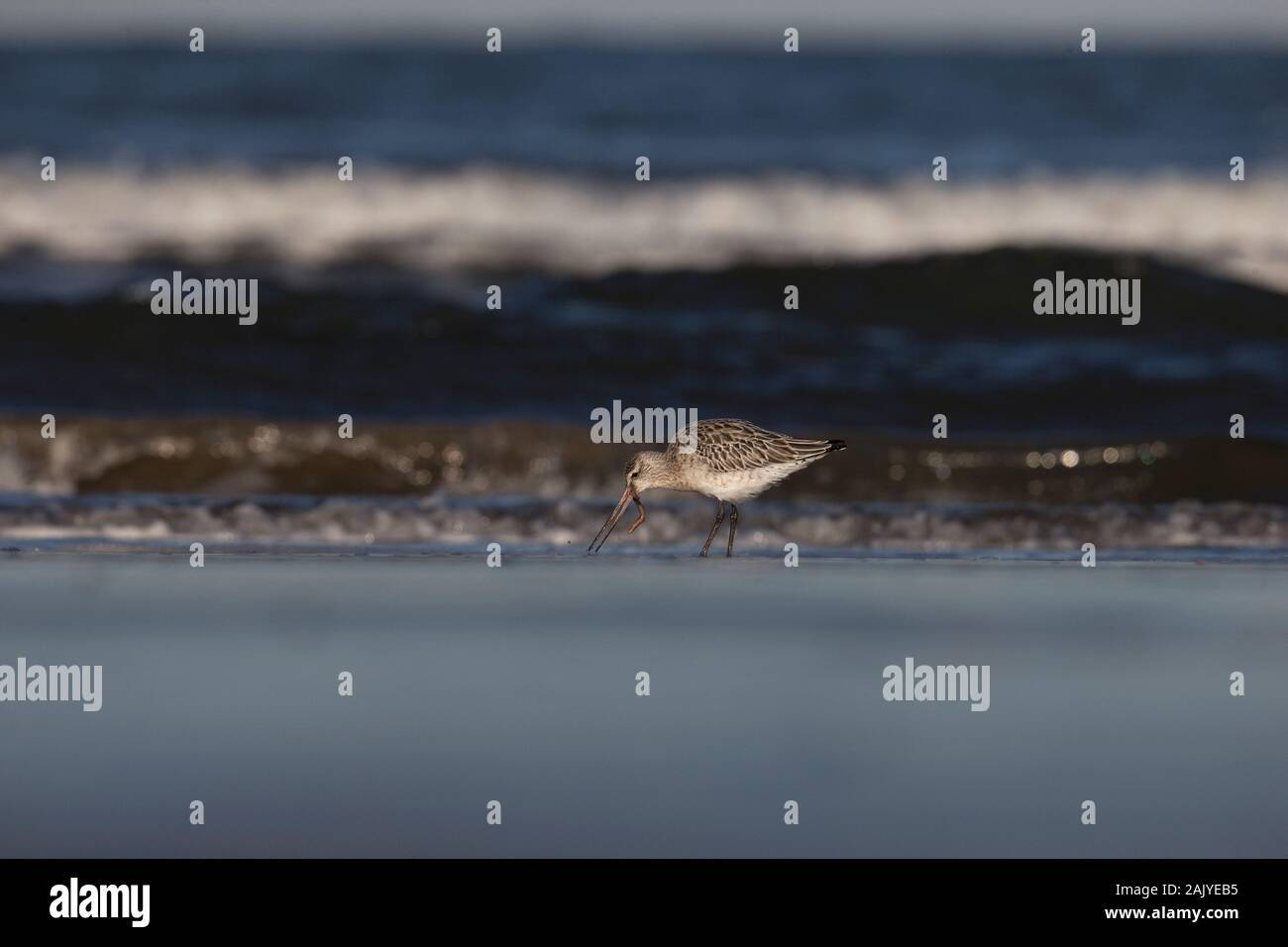 Bar-tailed Uferschnepfe (Limosa Lapponica) Stockfoto