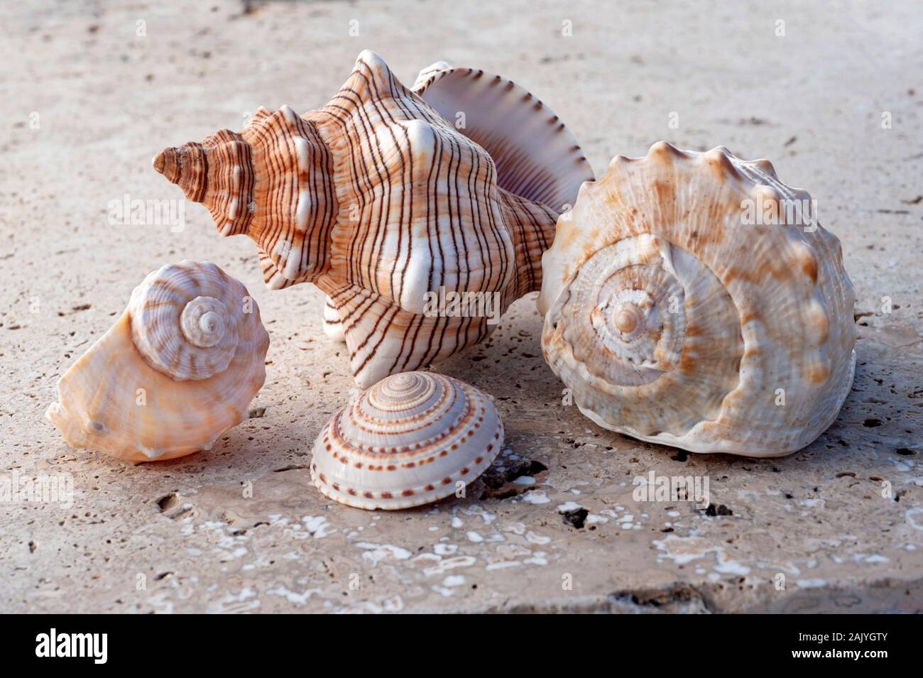 Schöne Sammlung von Muscheln auf Stein Stillleben Fotografie Kunst Stockfoto