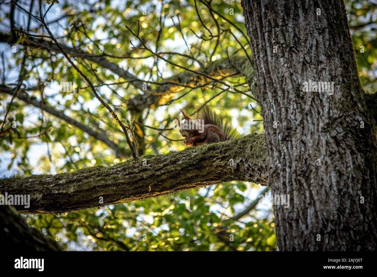 Süße orange Eichhörnchen isst eine Mutter auf einem Ast Stockfoto