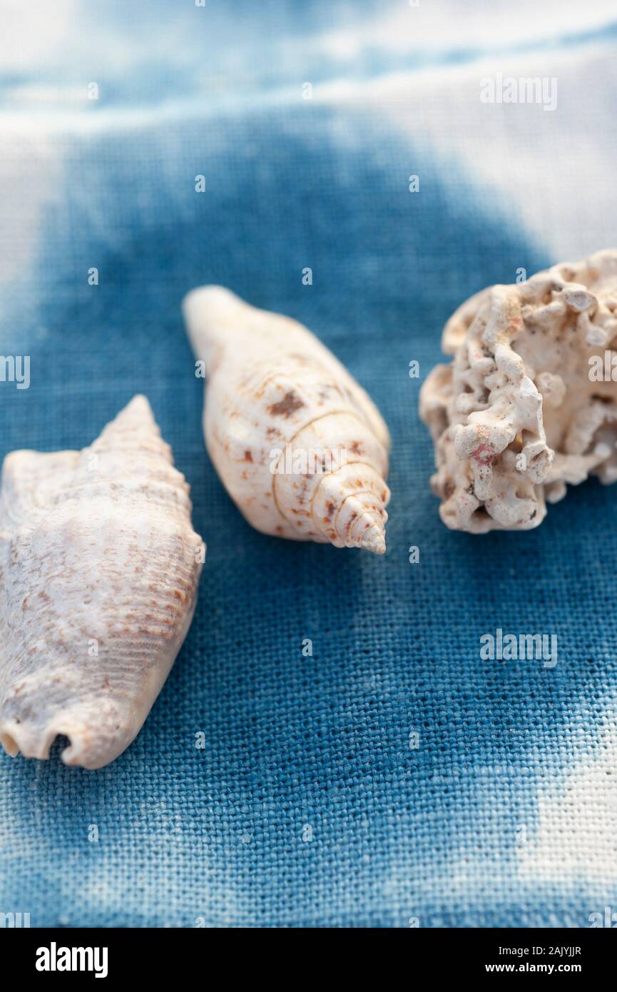 Seashells auf Shibori Indigo Ink aus biologischem Material. Stockfoto