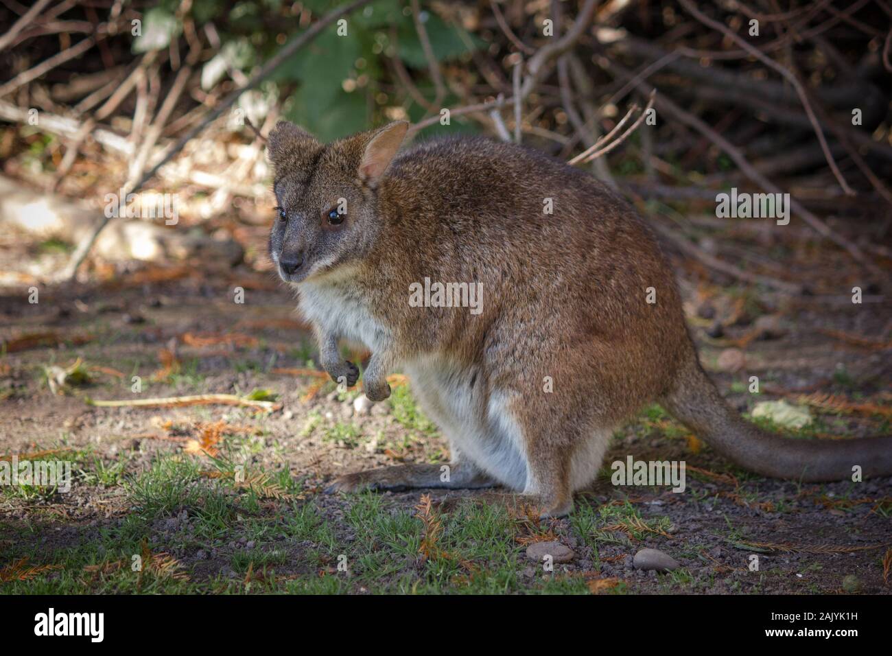 Kleine schwanger red-necked Wallaby im Schatten sitzen Stockfoto
