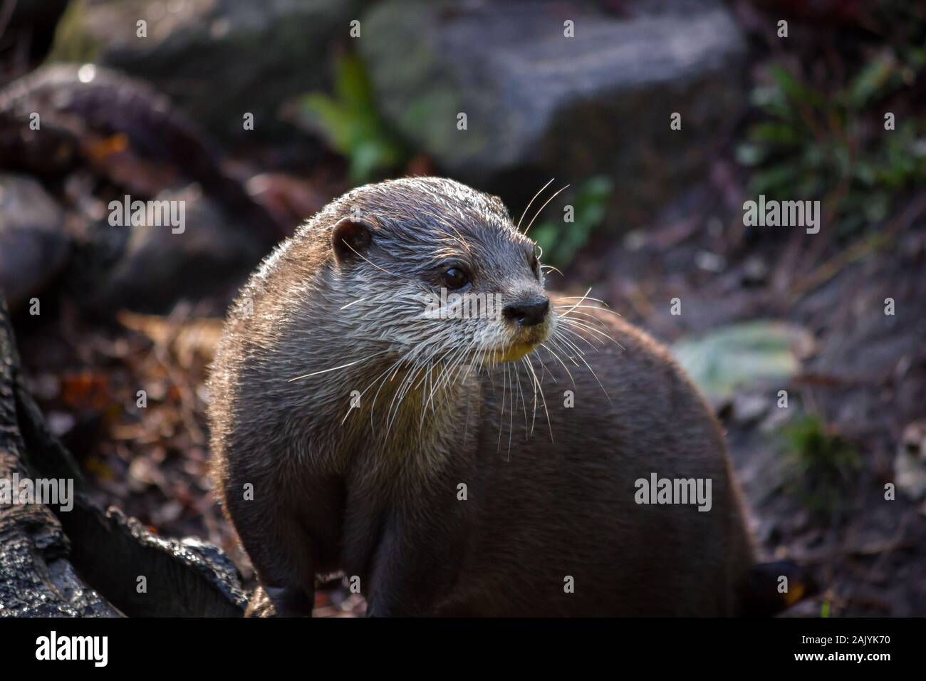 Süße Asiatische Small - kratzte Otter in der Nähe eines Flusses sitzen Stockfoto