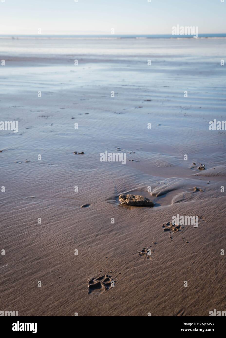 Hundepfote werden nach einem Hundespaziergang im Sand am Saunton Sands Beach in Nord-Devon gedruckt Stockfoto