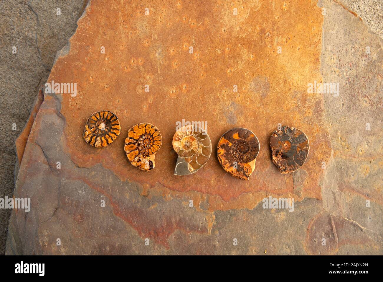 Fossile Ammoniten Muscheln auf Stein. Natürliche Objekt still life Fotografie. Stockfoto