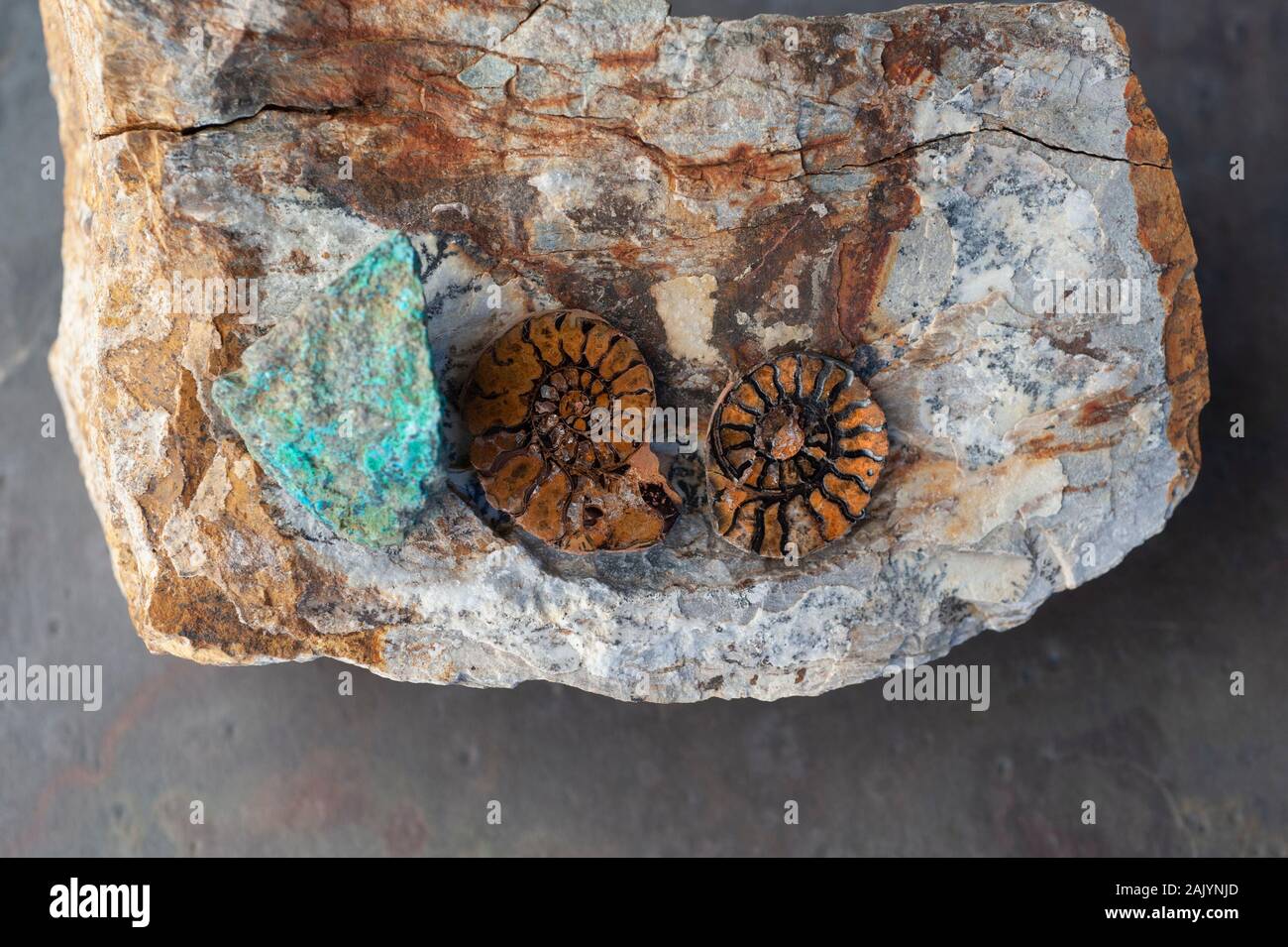 Fossile Ammoniten und Chrusocolla Stein. Still life Fotografie. Stockfoto