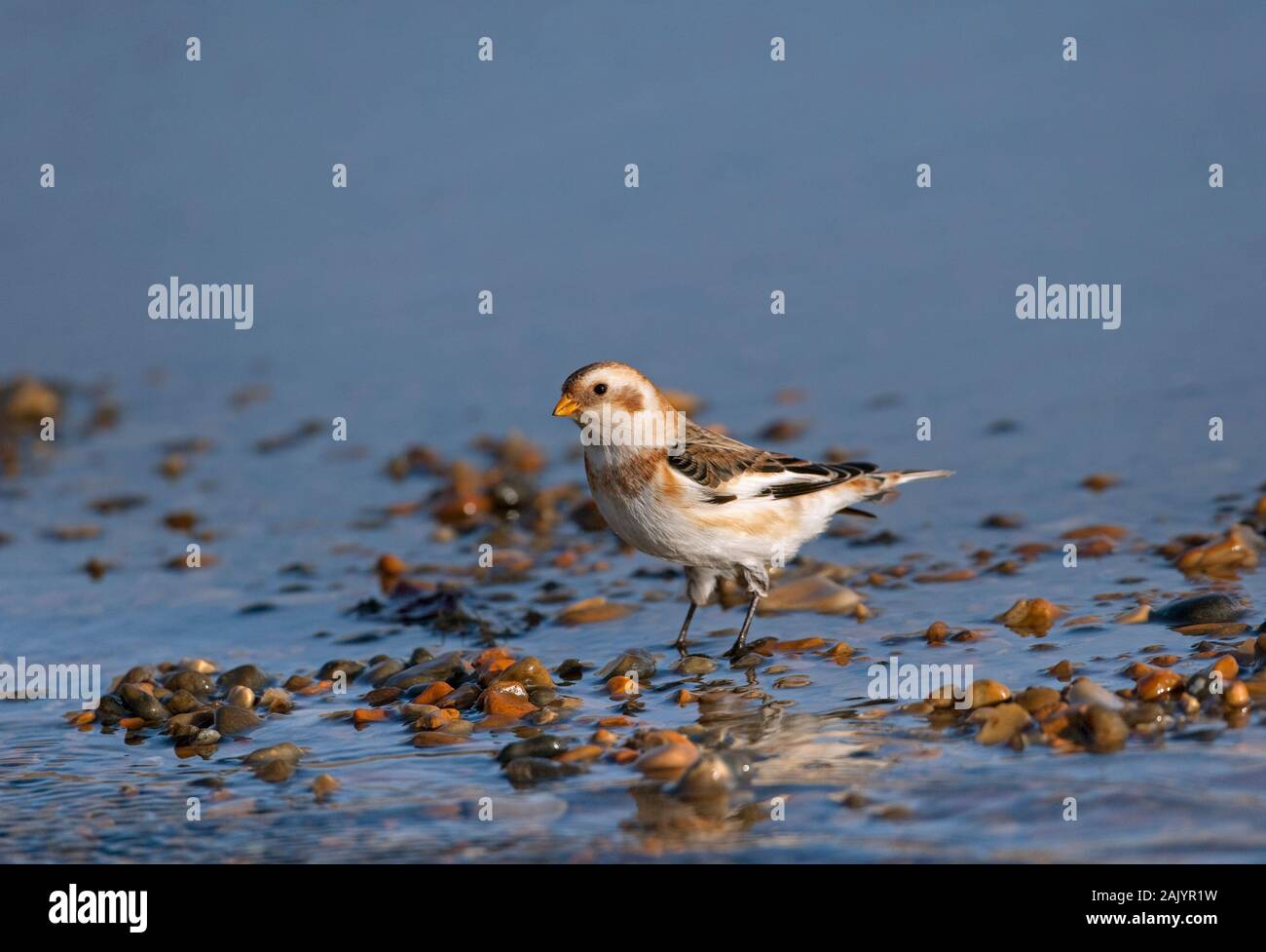 Schneeammer Plectrophenax nivalis auf Salthouse Beach Norfolk Stockfoto