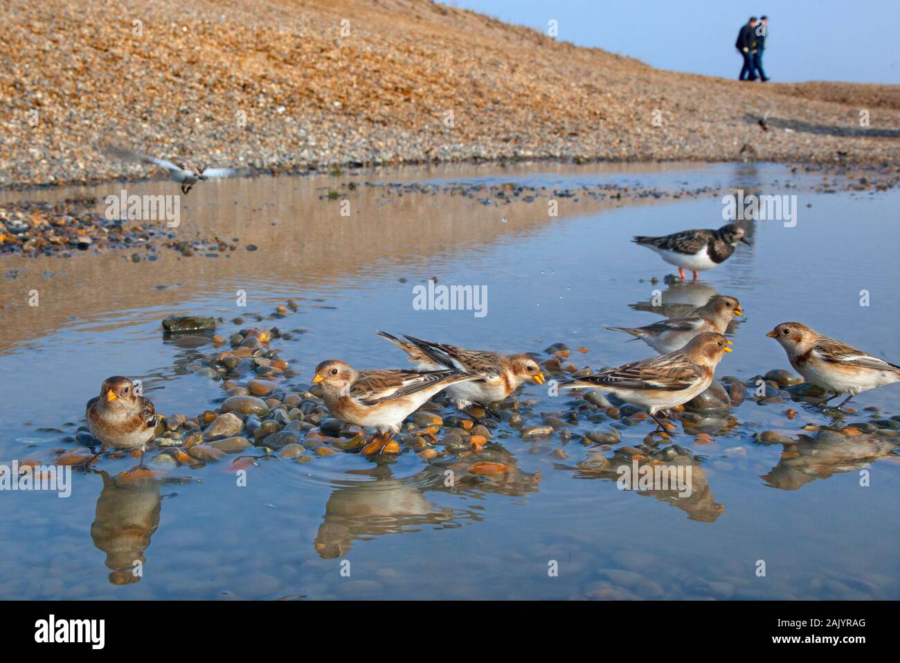 Schneeammer Plectrophenax nivalis auf Salthouse Beach Norfolk Stockfoto