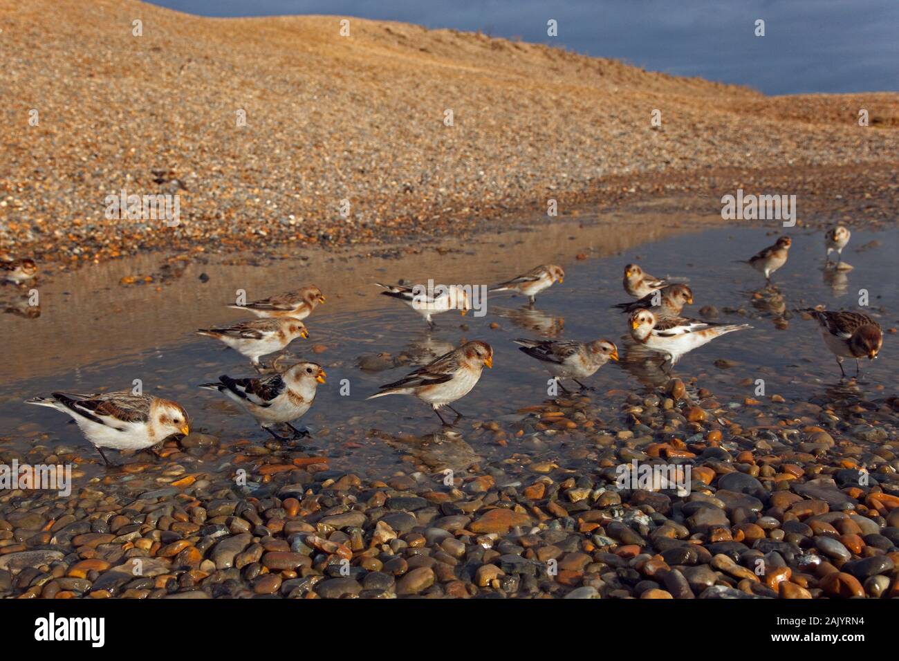 Schneeammer Plectrophenax nivalis auf Salthouse Beach Norfolk Stockfoto