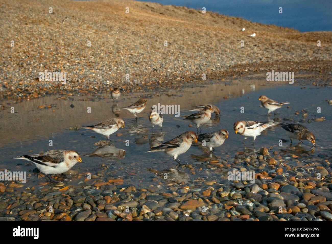 Schneeammer Plectrophenax nivalis auf Salthouse Beach Norfolk Stockfoto