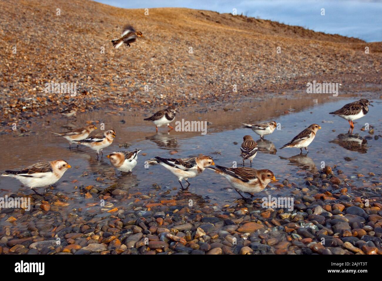 Schneeammer Plectrophenax nivalis auf Salthouse Beach Norfolk Stockfoto