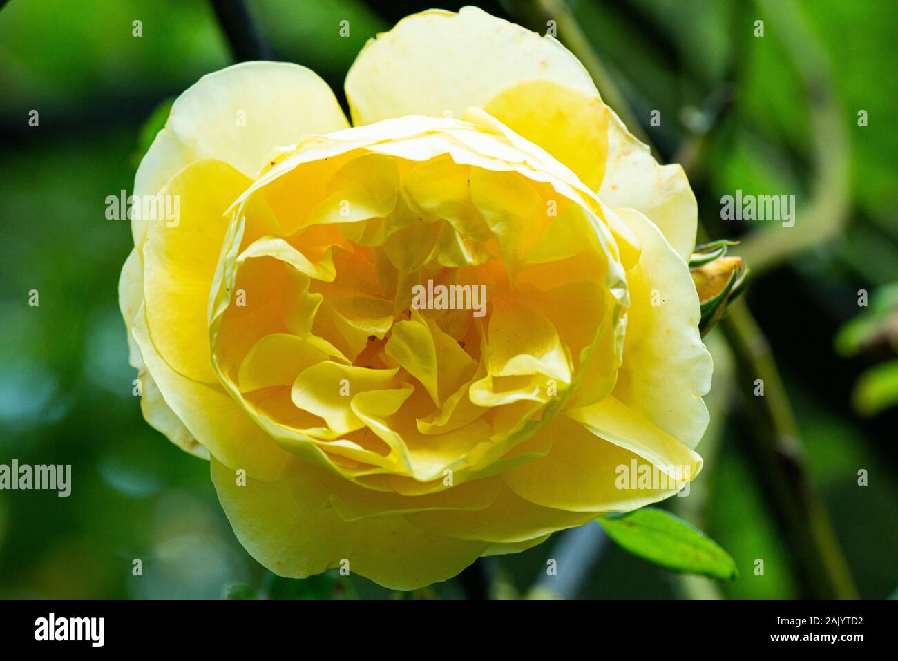 Die gelbe Blüte einer Rose Graham Thomas klettern Stockfoto