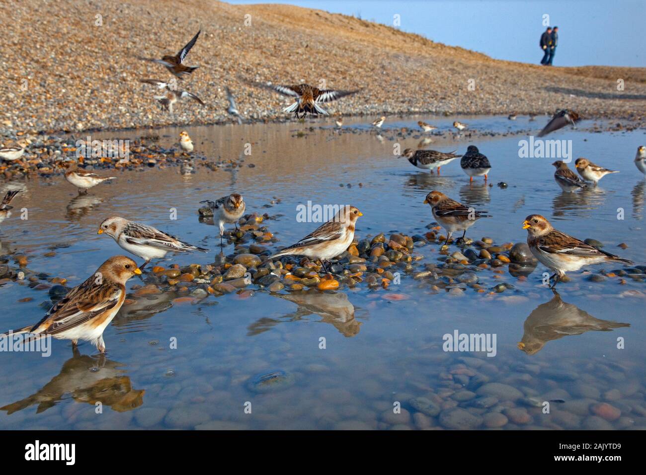 Schneeammer Plectrophenax nivalis auf Salthouse Beach Norfolk Stockfoto