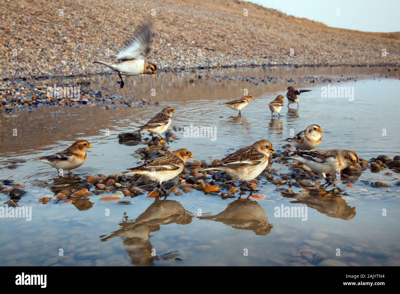 Schneeammer Plectrophenax nivalis auf Salthouse Beach Norfolk Stockfoto