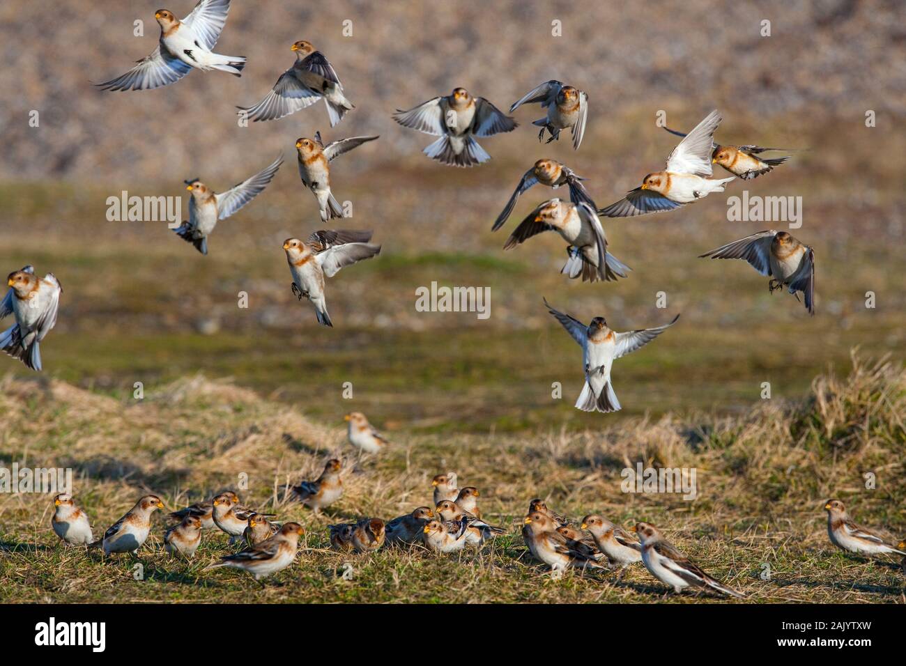 Schneeammer Plectrophenax nivalis auf Salthouse Beach Norfolk Stockfoto