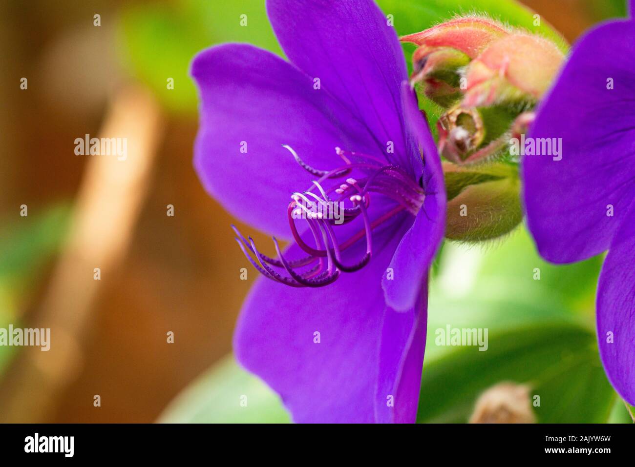 Die Blume einer Herrlichkeit bush (Tibouchina urvilleana) Stockfoto