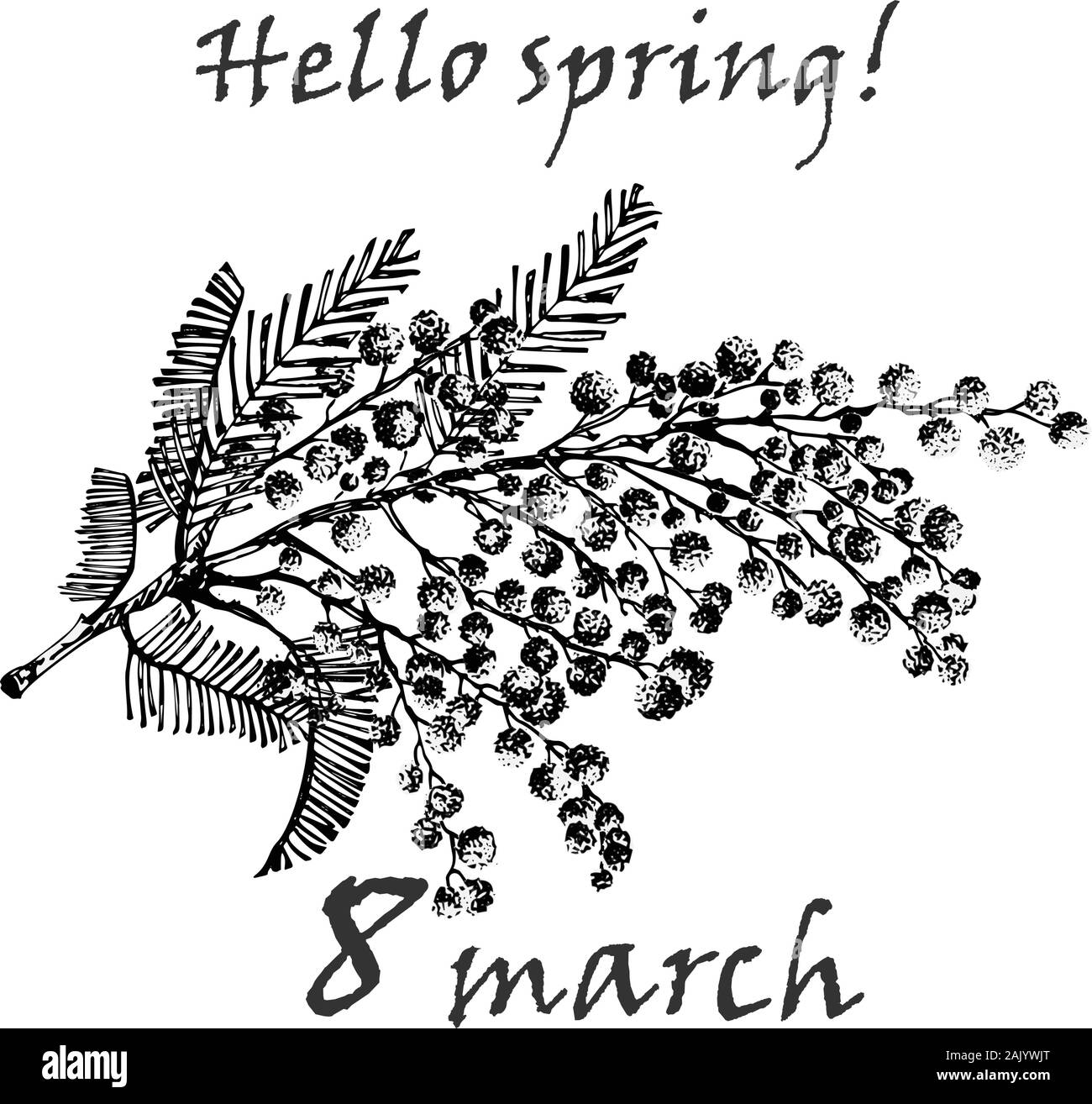 Handskizze Zweig der Mimose Blume in Schwarz und Weiß. Gute Idee für Ihr Design Poster, Grußkarten, Web Banner. Stock Vektor