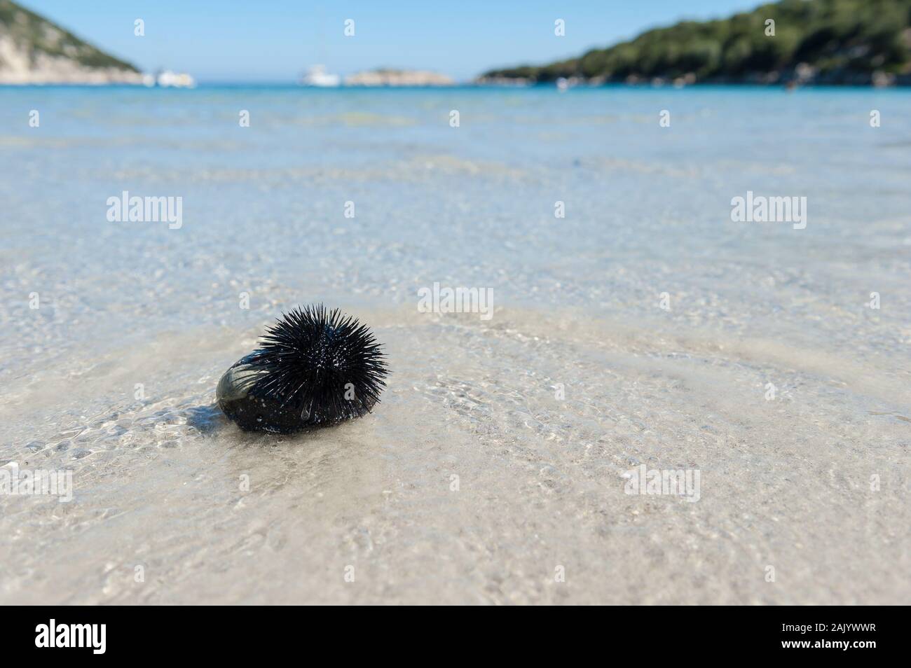 Seeigel auf einem Porto Atheras Strand, Kefalonia, Ionische Inseln, Griechenland, Europa Stockfoto