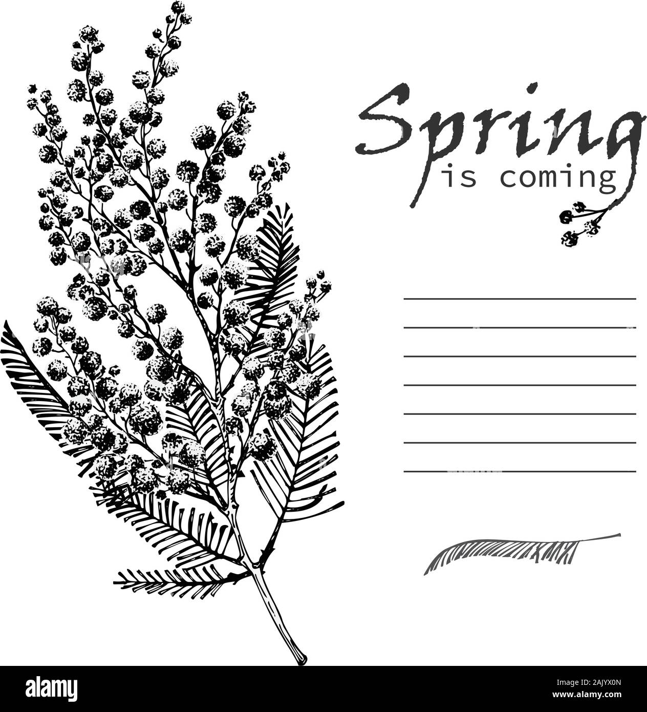 Handskizze Zweig der Mimose Blume in Schwarz und Weiß. Gute Idee für Ihr Design Poster, Grußkarten, Web Banner. Stock Vektor