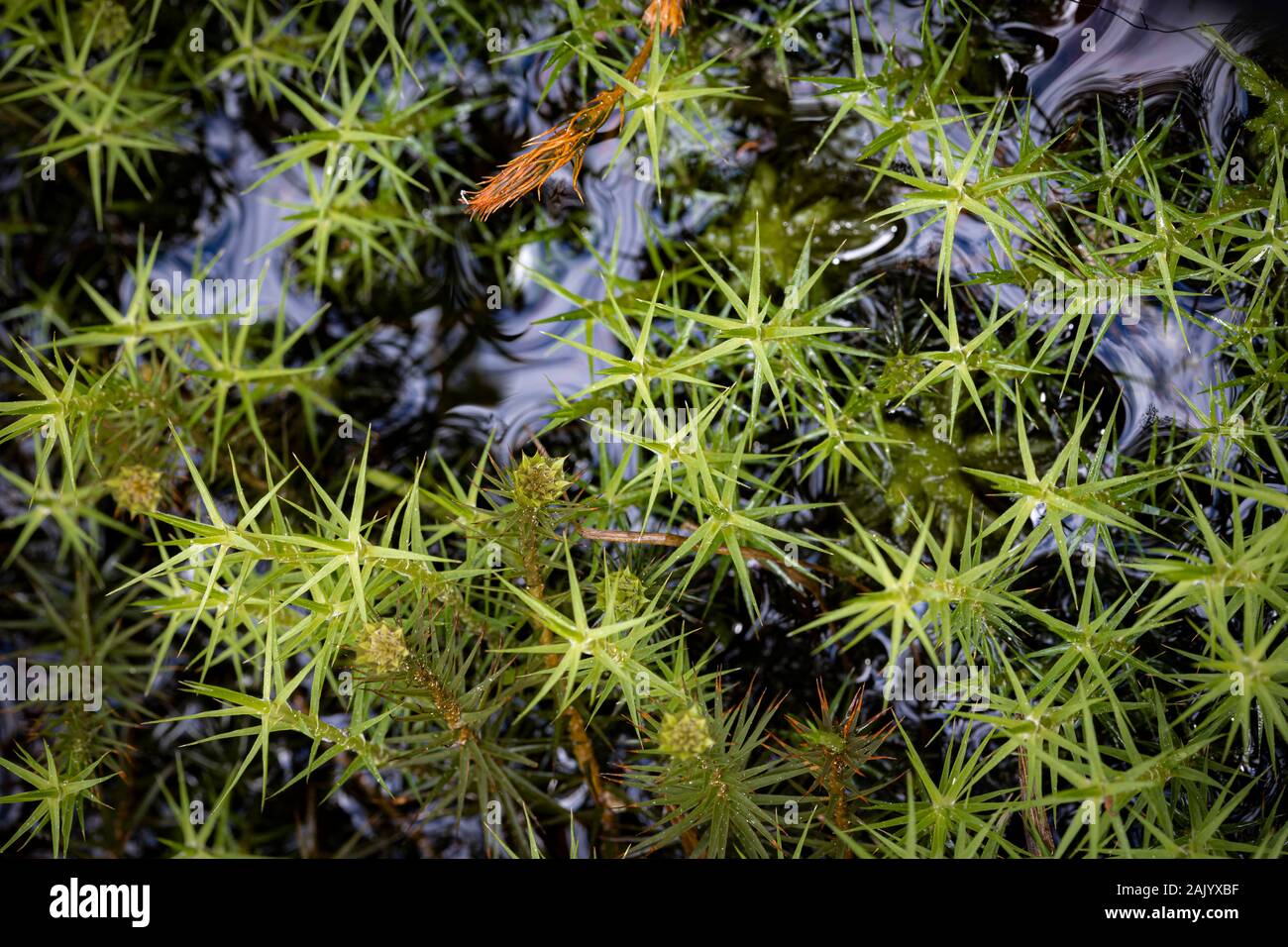 Polytrichnum haircap Moss (Gemeinde) in die Cairngorm National Park von Schottland. Stockfoto