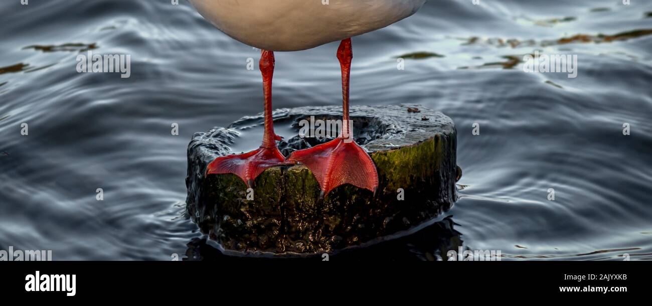 Nahaufnahme von Füßen und Beinen einer Möwe auf einem Pfosten im Wasser Stockfoto
