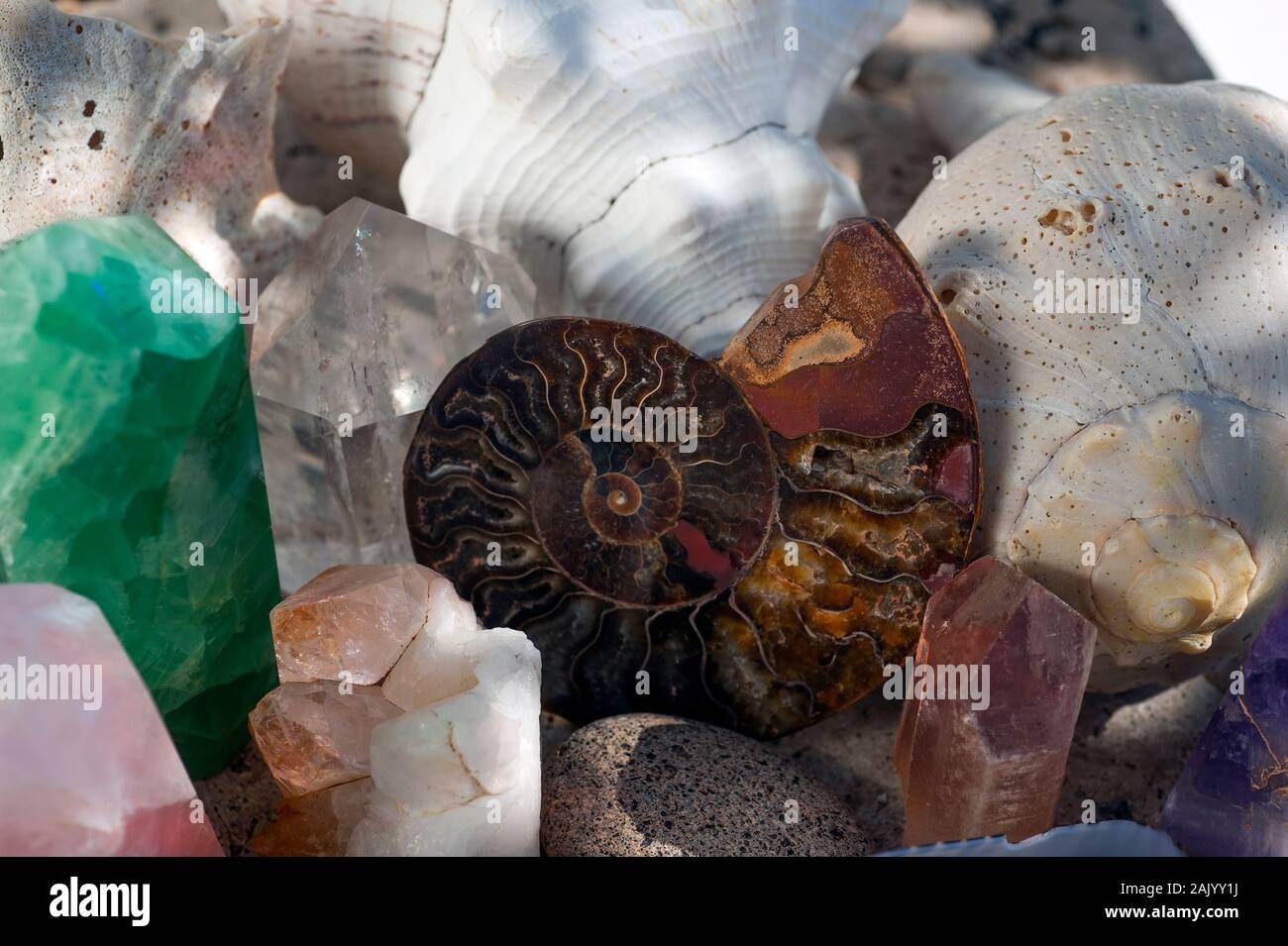 Fossile Ammoniten und Muscheln. Kristalle Kristalle und Steine und Muscheln in Licht und Schatten Rainbow Light. Natürliche Objekt still life Fotografie. Stockfoto