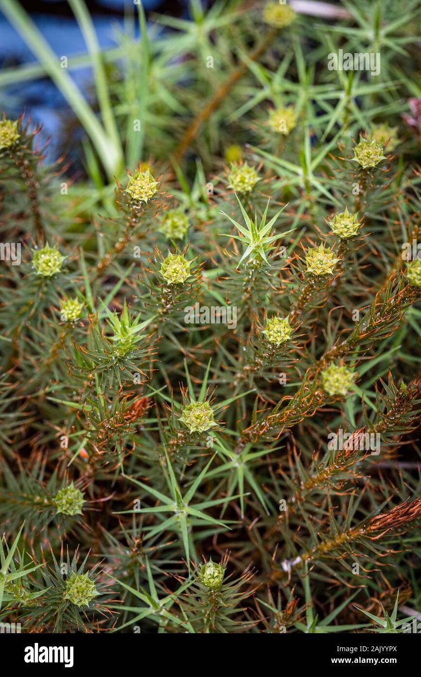 Polytrichnum haircap Moss (Gemeinde) in die Cairngorm National Park von Schottland. Stockfoto
