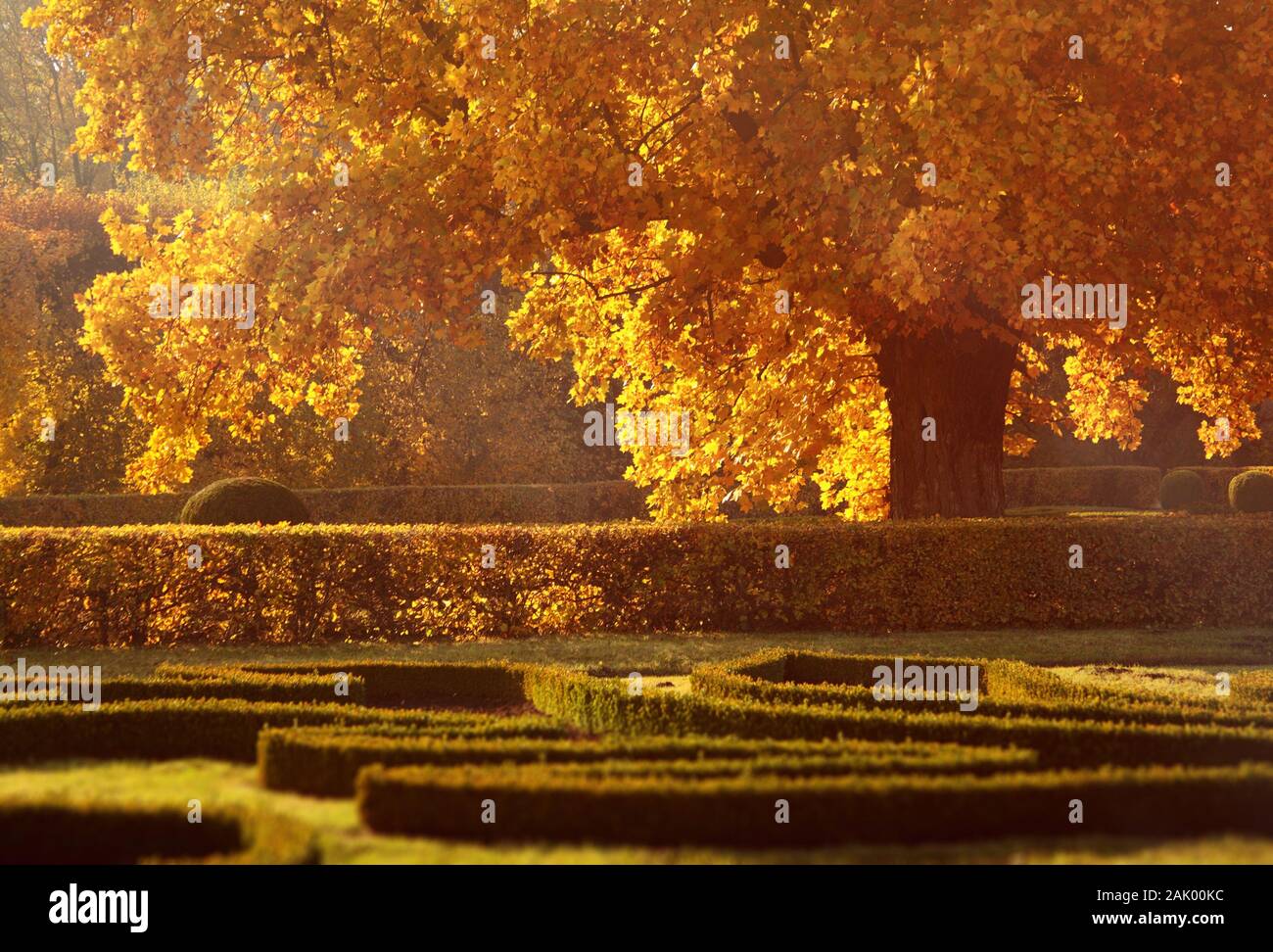 Platanus im Garten - im untergehenden Herbst sind die Blätter der Sonne goldfarben Stockfoto