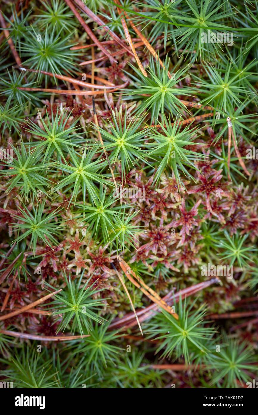 Polytrichnum Gemeinde an Abernethy Naturschutzgebiet im Cairngorms Nationalpark von Schottland. Stockfoto