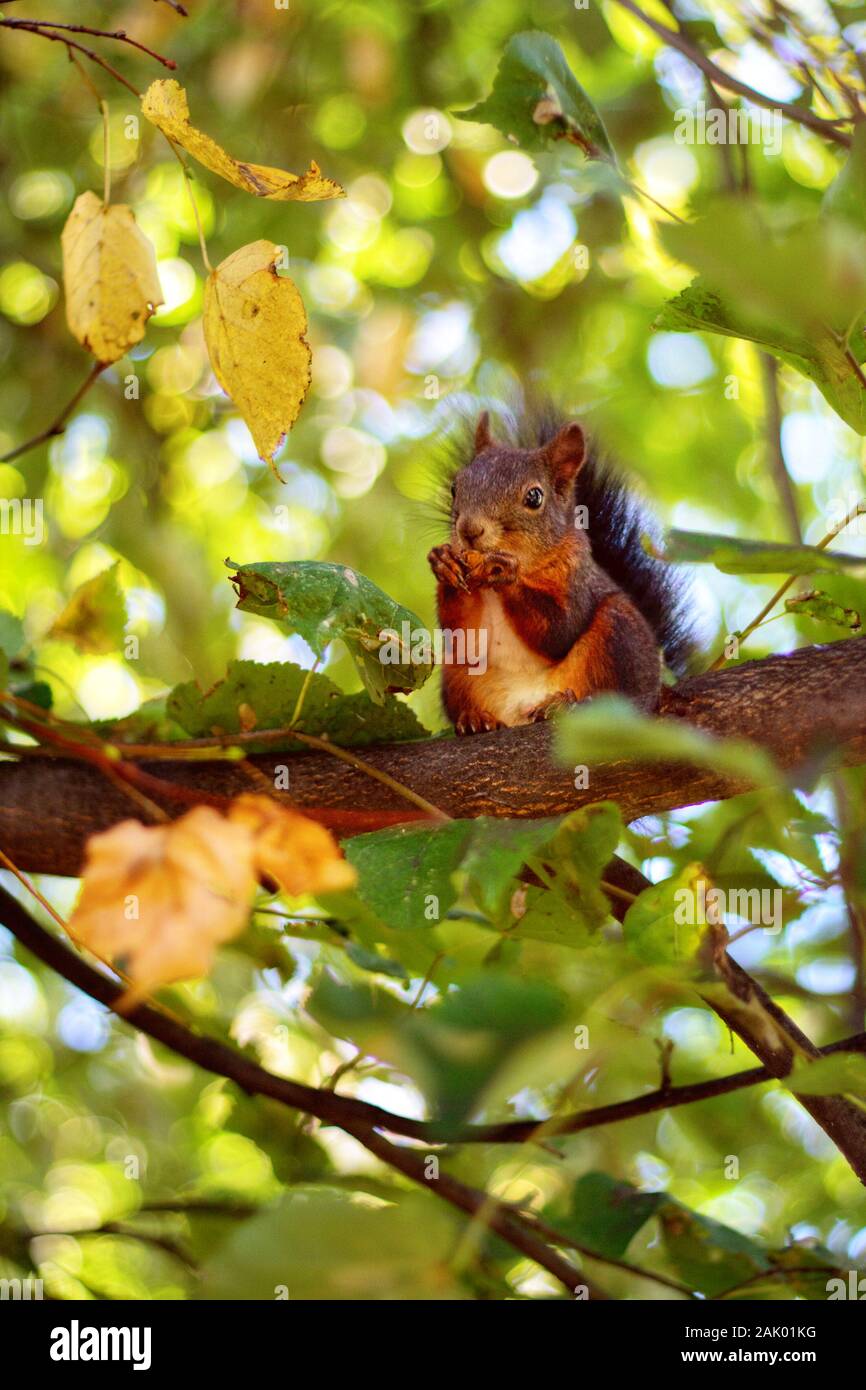 Rotbraunes Eichhörnchen, das auf einem Ast sitzt und eine Eichel isst, um grüne und gelbe Blätter und einen leuchtend blauen Himmel Stockfoto