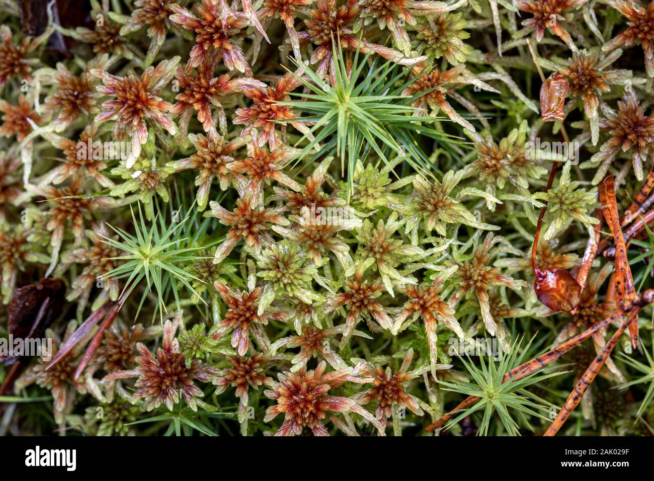 Sphagnum Moor Pflanzen bei Abernethy Naturschutzgebiet in den Highlands von Schottland. Stockfoto