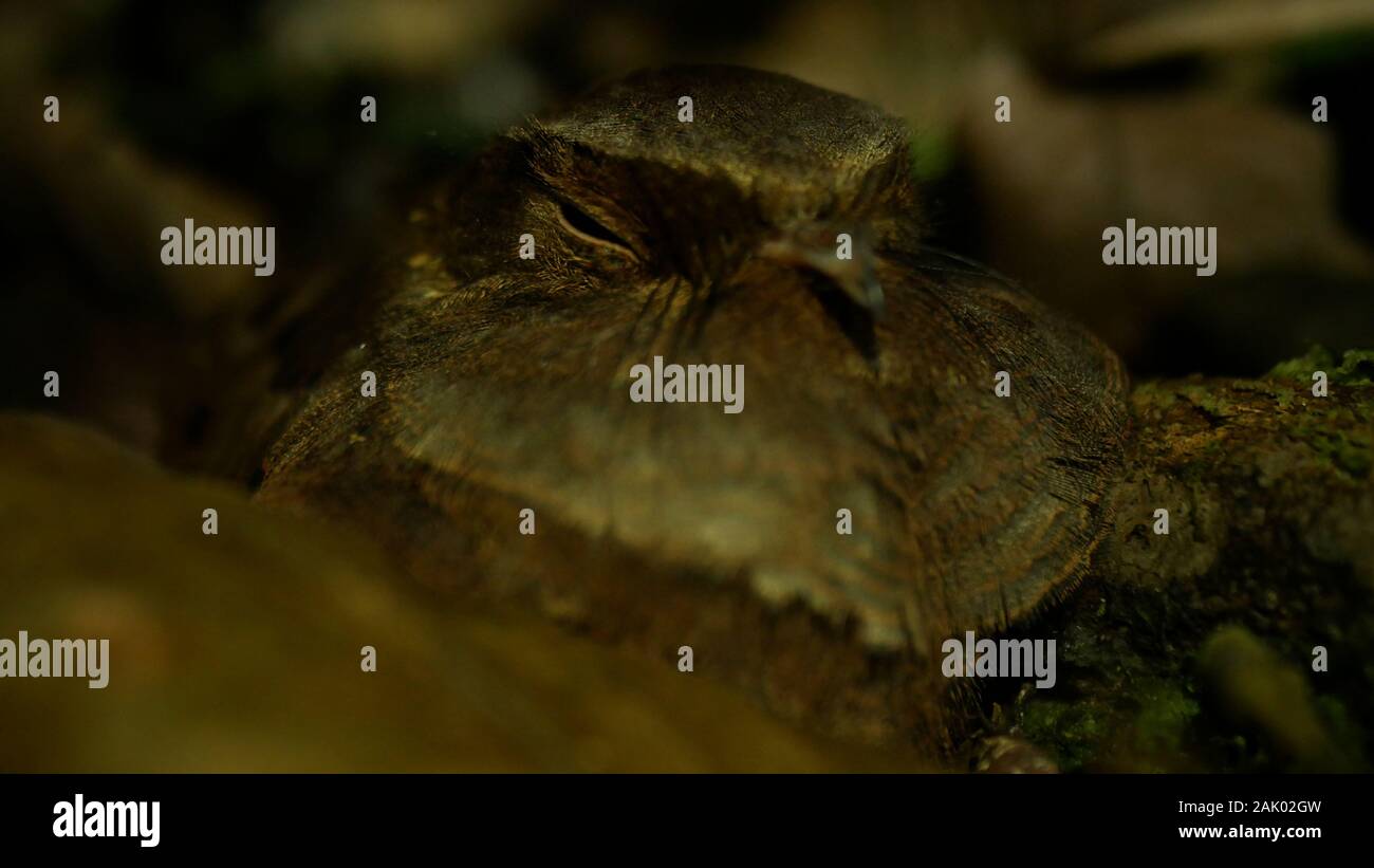 Poorwill Vogel auf dem Boden schlafen bei Nacht in den Amazonas Regenwald in Peru Stockfoto
