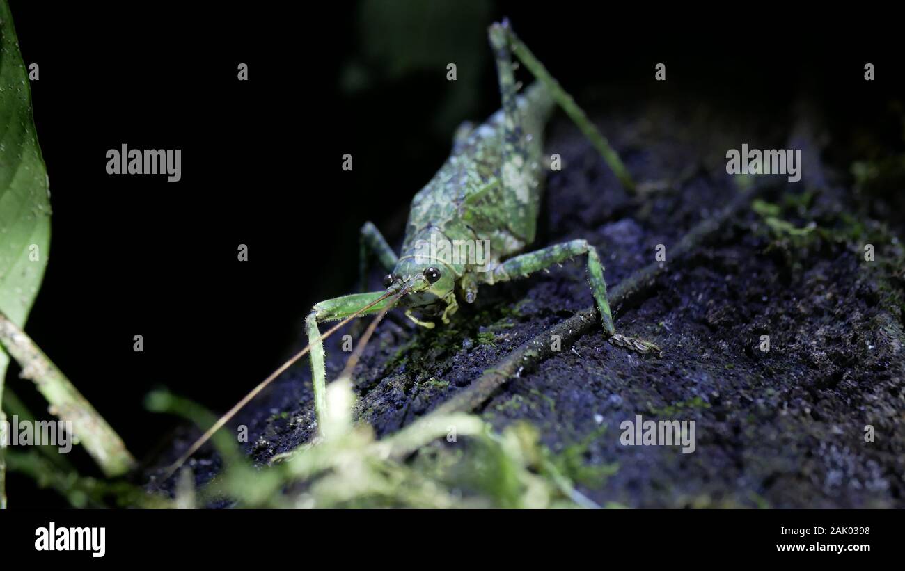 Heftige suche Heuschrecke mit Camouflage Pattern in der Amazonas Regenwald in Peru Stockfoto