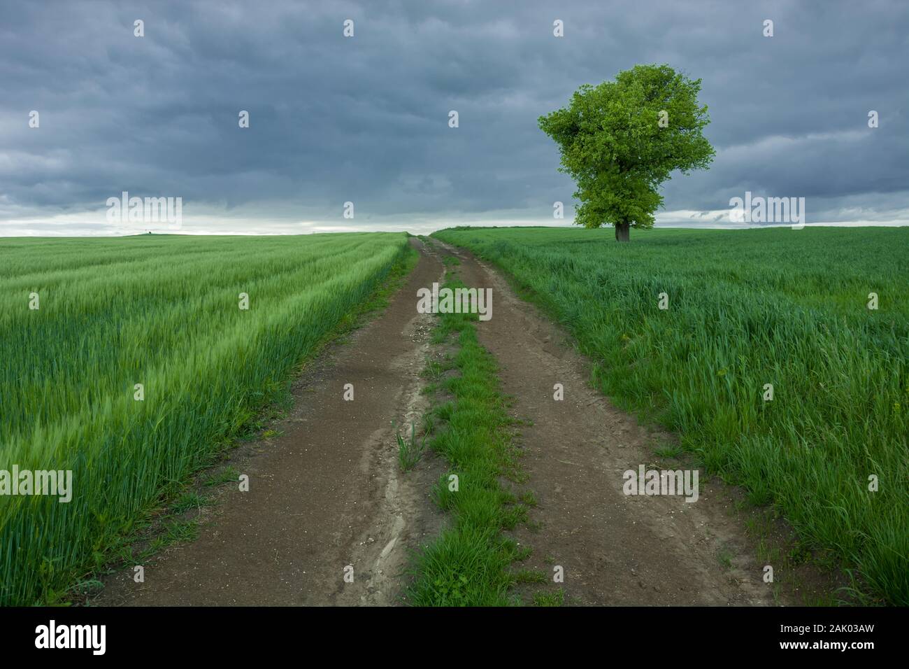 Lange, unbefestigte Straße durch grüne Felder mit Getreide, einsamer Baum und dunklen regnerischen Wolken Stockfoto