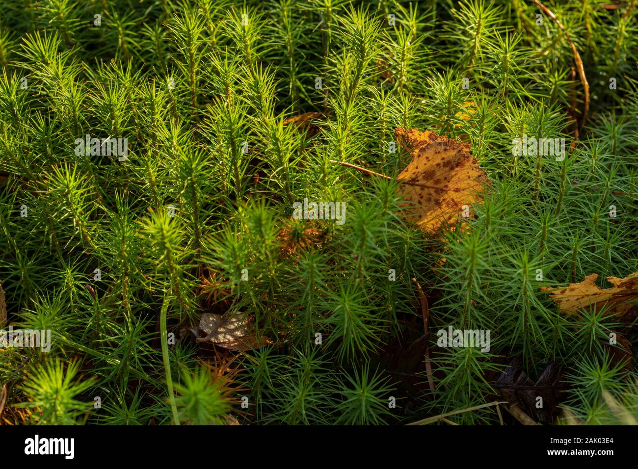 Polytrichnum Gemeinde an Abernethy Naturschutzgebiet im Cairngorms Nationalpark von Schottland. Stockfoto