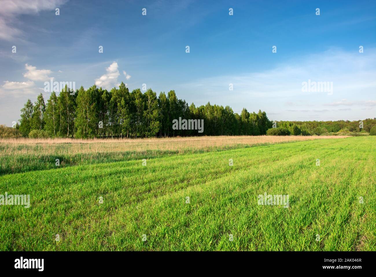 Grünes Feld, Wald am Horizont und die weißen Wolken am blauen Himmel Stockfoto