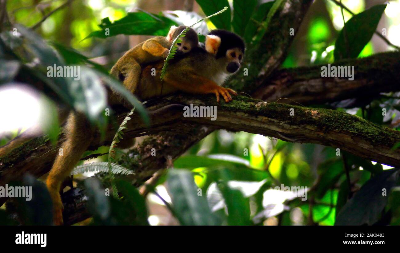 Spielen baby Totenkopfäffchen mit seiner Mutter ruht auf einem Zweig in der Amazonas Regenwald in Peru Stockfoto